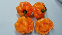 Scotch Bonnet Allen Boatman TF - Pepper Seeds - White Hot Peppers